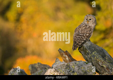 Ural Owl/Habichtskauz (Strix uralensis) hoch auf einem Felsen, am frühen Morgen, erste Sonnenlicht auf Herbstlich gefärbte Wälder im Hintergrund scheint. Stockfoto