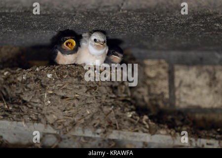 Rauchschwalbe/Schwalben (Hirundo rustica), bettelnde Küken in Nest, fast Flügge, einer mit weissem Gefieder (Gen defekt), leucistic, leucism, Europa. Stockfoto