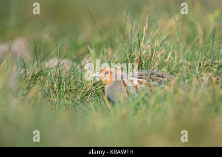 Rebhuhn (Perdix perdix), sitzend, versteckt in einer Wiese, seltene Vogelarten der offenen Felder und Ackerland, drohte durch intensive Landwirtschaft, Wildtieren, Europa Stockfoto