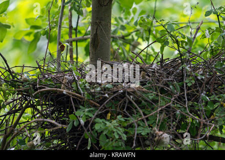 Sperber/Sperber (Accipiter nisus), erwachsene Frau am Nest, kauert verschwiegen, Nesting/Zucht/schlüpfen die Küken, Wildlife, Europa. Stockfoto