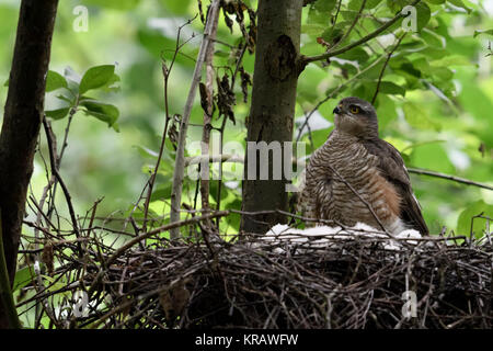 Sperber (Accipiter nisus), erwachsene Frau sitzt auf der Kante von seinem Nest gehockt, Fürsorge für seine Küken, aufmerksam beobachten, Wildlife, Europa. Stockfoto