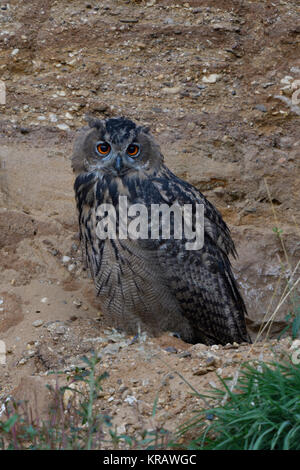 Uhu/Uhu (Bubo bubo), jungen Vogel in der Dämmerung, sitzen in der Steigung einer Sandgrube, sieht niedlich, schöne Farben, Wildlife, Europa. Stockfoto