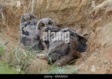 Uhu/Eulen (Bubo bubo), drei Geschwister, Mauser Küken, sitzend, Ausruhen, versteckt in einem Sandkasten, Wildlife, Europa. Stockfoto