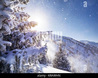 Schönen Weihnachtsbaum mit Schnee in den Bergen im Winter abgedeckt Stockfoto