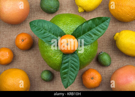 Blick von oben auf ganze Zitrusfrüchte Sortiment auf natürliche sacking Material. Sortiment umfasst Zitronen, Orangen, Mandarinen oder Mandarinen, grapefrui Stockfoto
