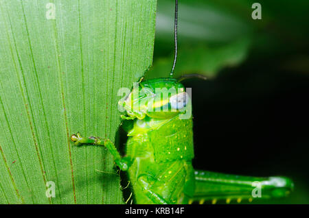 Riesige Grasshopper (Valanga irregularis) Nymphe, letzte instar, Cairns, Far North Queensland, FNQ, QLD, Australien Stockfoto