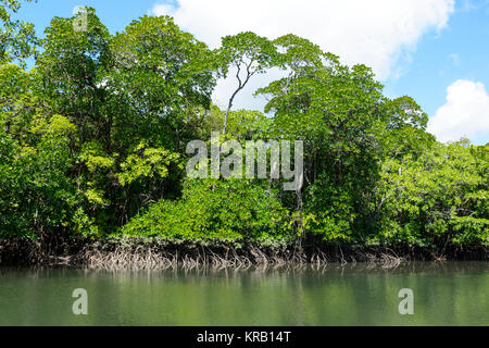 Mangrovenwald am Cooper Creek, Cape Tribulation, Daintree National Park, Far North Queensland, FNQ, QLD, Australien Stockfoto