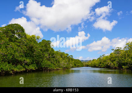 River Cruise in Cooper Creek, Cape Tribulation, Daintree National Park, Far North Queensland, FNQ, QLD, Australien Stockfoto