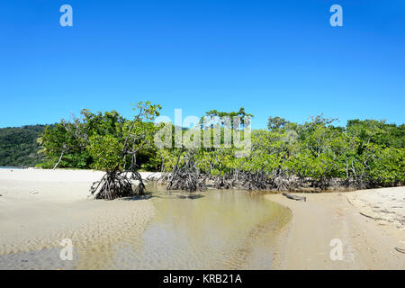 Mangroven an der Küste bei Cow Bay Beach, Cape Tribulation, Daintree National Park, Far North Queensland, FNQ, QLD, Australien Stockfoto