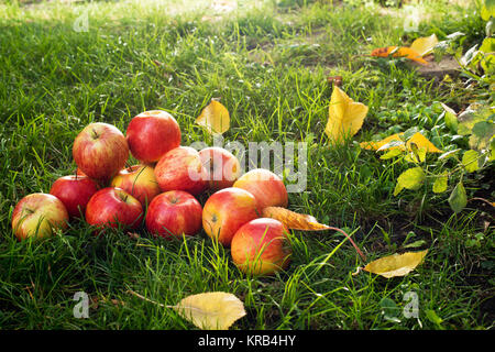 Haufen rote Äpfel im Gras. Stockfoto