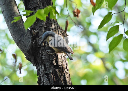 Eurasischen Kleiber Standortwahl nach unten auf den Baum. Stockfoto
