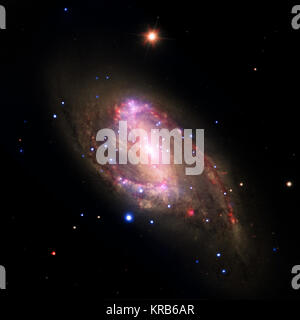 Die Spiralgalaxie NGC 3627 befindet sich etwa 30 Millionen Lichtjahre von der Erde entfernt. Das zusammengesetzte Bild beinhaltet X-ray Daten von der NASA Chandra X-ray Observatory (blau), Infrarot Daten aus dem Spitzer Space Telescope (rot) und optischen Daten das Hubble-weltraumteleskop und das Very Large Telescope (gelb). Die Inset zeigt die zentrale Region, die eine helle Röntgenquelle, die wahrscheinlich durch Material auf ein supermassives Schwarzes Loch mit Strom versorgt wird. Mit der Archivierung von Daten vorheriger Chandra Beobachtungen einer Stichprobe von 62 Galaxien Suche hat gezeigt, dass 37 der Galaxien, einschließlich Stockfoto