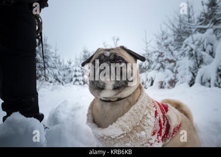 Hund (pug) mit ringelwürmer Pullover geht Spaziergang in der verschneiten Winter Holz Stockfoto