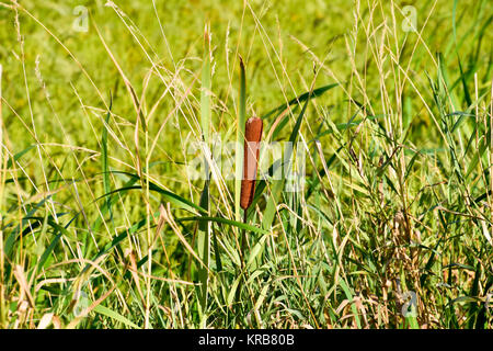 Cattail wächst in der Nähe der Reisfelder. Dickichte des cattail. Braun Korb mit Samen Stockfoto