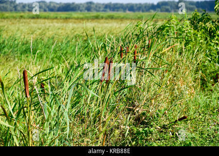 Cattail wächst in der Nähe der Reisfelder. Dickichte des cattail. Braun Korb mit Samen Stockfoto