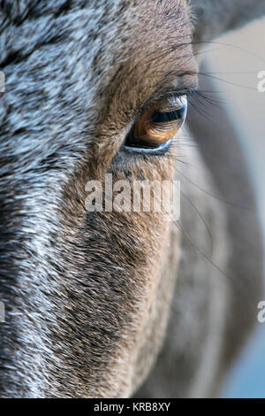 Das Bild der Nilgiri Tahr (Nilgiritragus hylocrius) an Valparai, Tamil Nadu, Indien Stockfoto