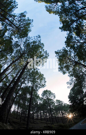 Das Bild der Landschaft mit Pinien an Kotdwar, Uttarakhand, Indien Stockfoto