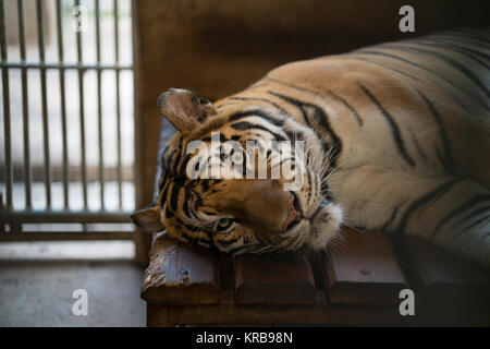 Tiger im Zoo Käfig Stockfoto