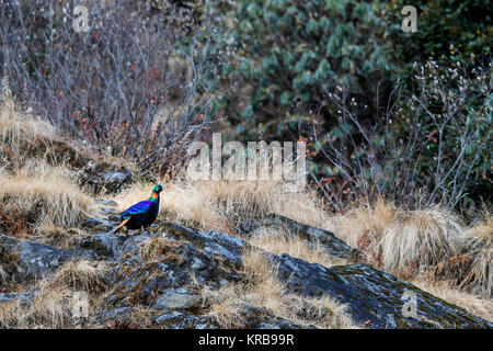 Das Bild der Himalayan monal (Lophophorus impejanus) in Chopta, Uttrakhand, Indien Stockfoto