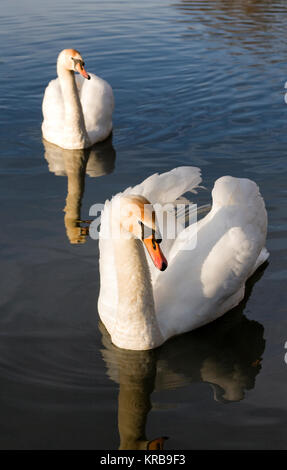 Cygnus olor. Ein Paar stumme Schwäne auf einem See im Winter. Stockfoto