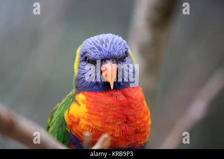 Rainbow Lorikeet Closeup Stockfoto