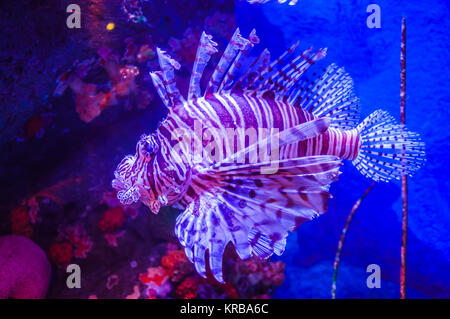 Scorpaenidae Fisch (Lion) auf einer Nahaufnahme Stockfoto