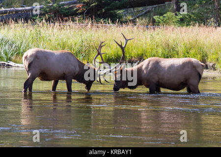 Kämpfende Wapiti Hirsche am Madison River. Kämpfen elk Stiere Madison am Fluss. Stockfoto