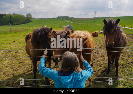 Mann mit langen Haaren, die Fütterung der Pferde auf der Wiese Stockfoto