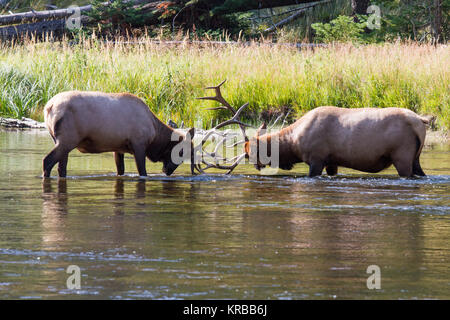 Kämpfende Wapiti Hirsche am Madison River. Kämpfen elk Stiere Madison am Fluss. Stockfoto