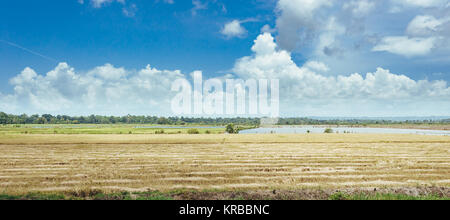 Bäume auf dem Gebiet der Gras und den Sonnenuntergang. Idyllischen Blick auf grüne Reisfelder mit Palmen und blauer Himmel. Stockfoto