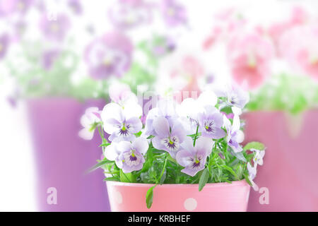 Lila Veilchen Stiefmütterchen roter Hintergrund Stockfoto