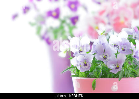 Lila Veilchen Stiefmütterchen roter Hintergrund Stockfoto