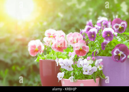 Lila Lila Rot Stiefmütterchen Sonnenlicht Stockfoto