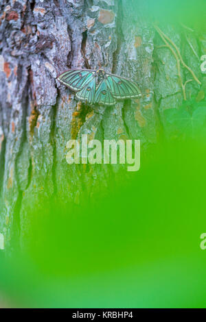 MARIPOSA ISABELINA - SPANISCH MOON MOTH Spanisch (Graellsia isabellae) Stockfoto