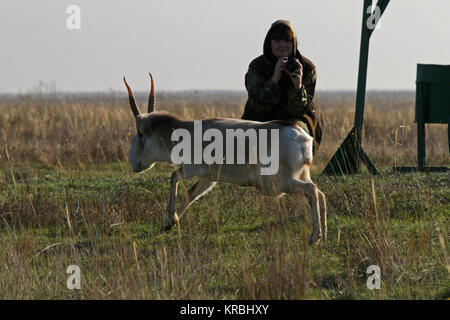 Saiga tatarica Antilope aus der Farm ist zum wilden in der Steppe finden tepnoy" in Astrakhan Region freigegeben wird, Russland. Stockfoto