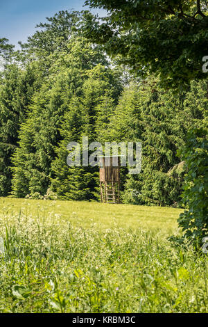 Auf dem Rand des Waldes ausblenden Stockfoto