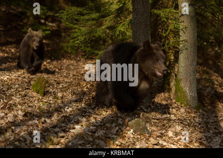 Europäische Braunbären/Europaeische Braunbaeren (Ursus arctos), junge Junge, läuft durch einen natürlichen herbstlichen Wald, im letzten Licht, Europa. Stockfoto