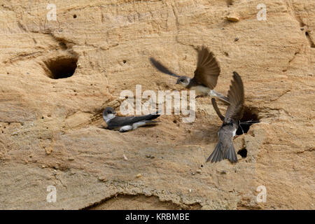 Sand Martin/Bank Schwalben/Uferschwalben (Riparia riparia) Kolonie, an Thier nest Löcher in die Steigung einer Sandgrube, Wildlife, Europa thront. Stockfoto