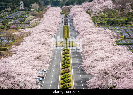 Fuji Reien Friedhof, Shizuoka, Japan im Frühjahr. Stockfoto