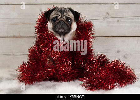 Süße Weihnachten mops Welpe Hund, Hinsetzen eingewickelt in rot Lametta auf Lammfell, mit Vintage Holz- Hintergrund Stockfoto