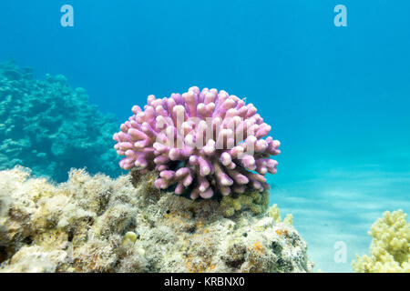 Coral Reef mit Rosa finger Coral im tropischen Meer, Unterwasser Stockfoto