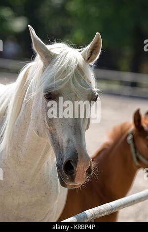 Weißes Pferd auf einer Lichtung, ein Porträt Stockfoto