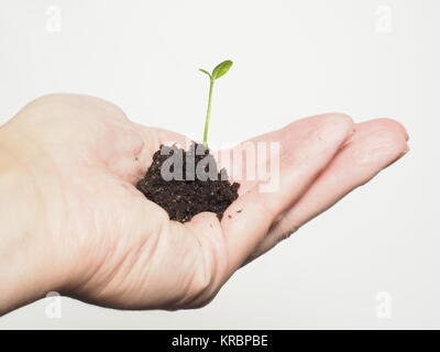 Kleine Pflanze oder Baum wächst in einem kleinen Haufen frischer Erde in der Hand einer Person Stockfoto