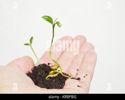 Kleine Pflanze oder Baum wächst in einem kleinen Haufen frischer Erde in der Hand einer Person Stockfoto