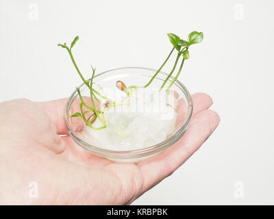 Nahaufnahme von einem kleinen Glasgefäß mit jungen Pflanzen sprießen in einem kaukasischen Hand isoliert auf weiss Stockfoto