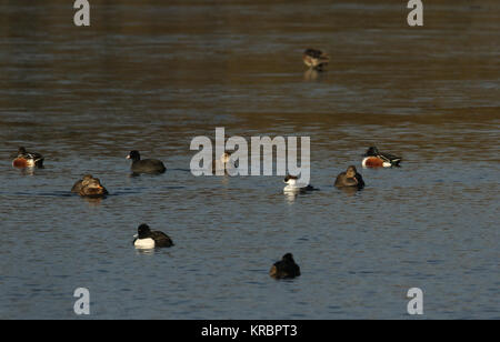 Ein winter Szene von einem Teil zugefrorenen See mit (Mergus albellus Smew), Reiherente (Aythya fuligula), Shoveler (Anas Clypeata), Blässhuhn (Fulica atra), Schnatterente Stockfoto