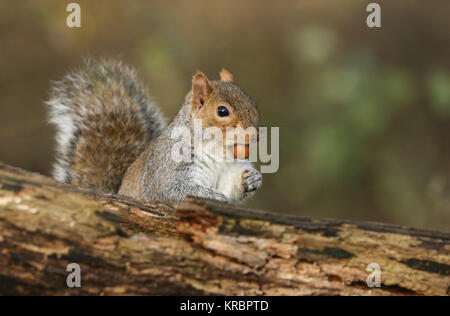 Eine humorvolle Schuss eine niedliche graue Eichhörnchen (Scirius carolinensis) mit einer Eichel im Mund. Stockfoto