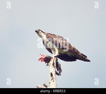 Fischadler ernähren sich von Fisch Stockfoto