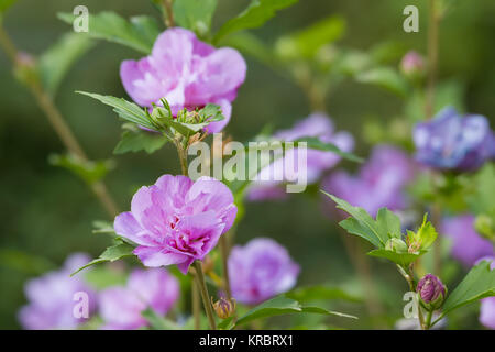 Schöne Blume violett Hibiskus im Garten Stockfoto