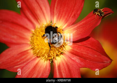 Red Dahlia coccinea Stockfoto